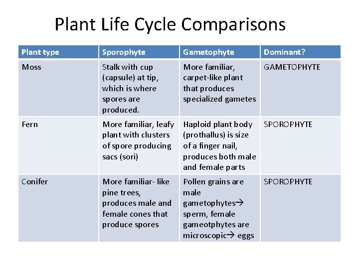 Plant Life Cycle Comparisons Plant type Sporophyte Gametophyte Dominant? Moss Stalk with cup (capsule)