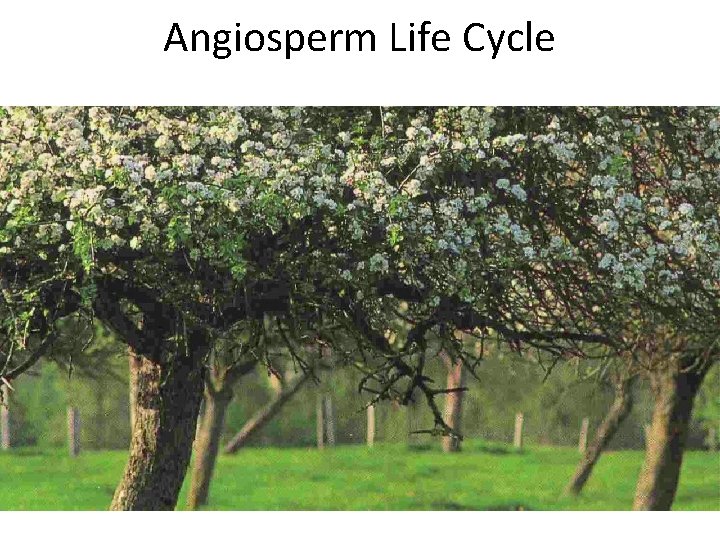 Angiosperm Life Cycle 
