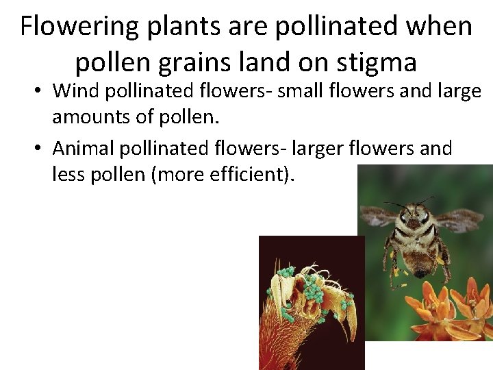 Flowering plants are pollinated when pollen grains land on stigma • Wind pollinated flowers-