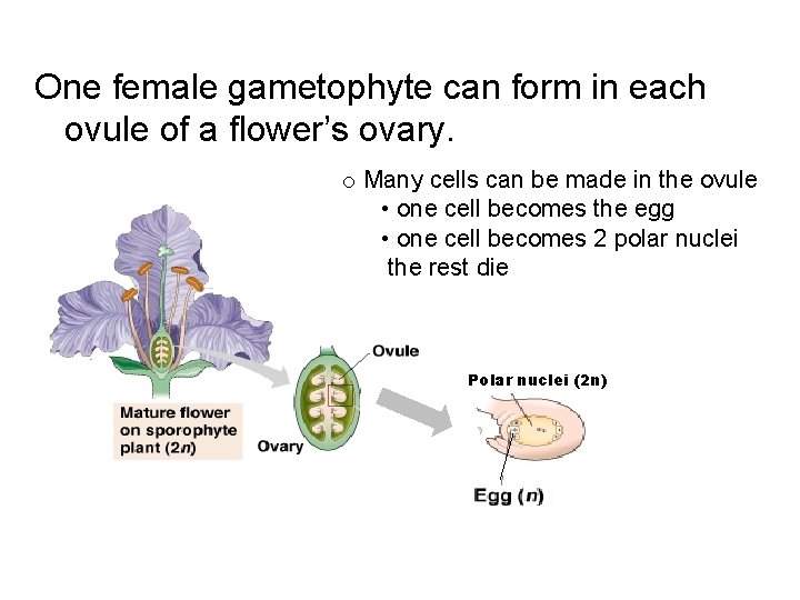 One female gametophyte can form in each ovule of a flower’s ovary. o Many