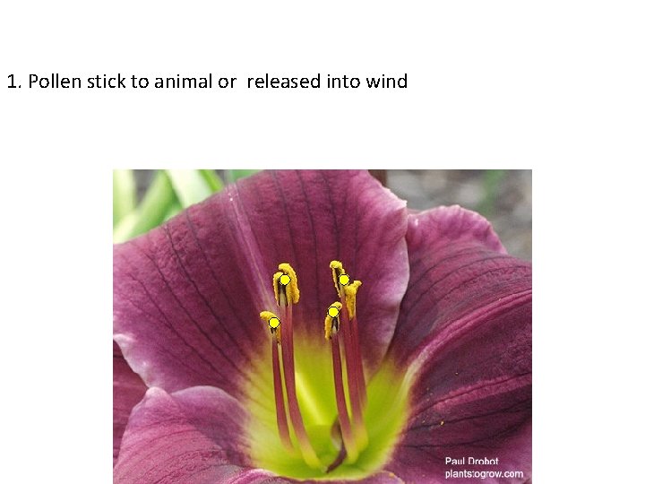 1. Pollen stick to animal or released into wind 