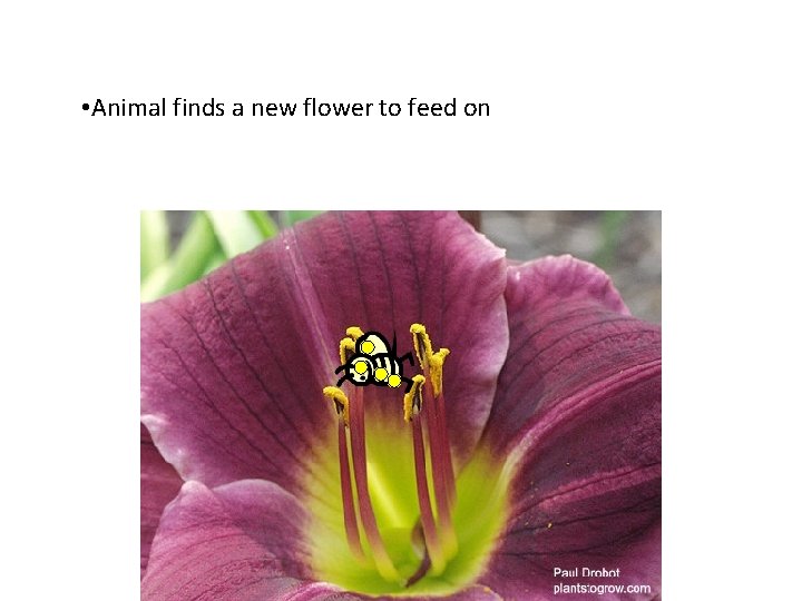  • Animal finds a new flower to feed on 