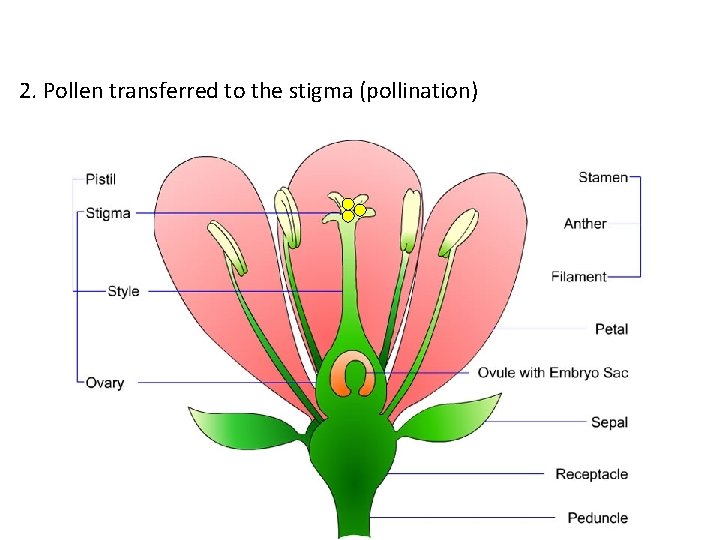 2. Pollen transferred to the stigma (pollination) 