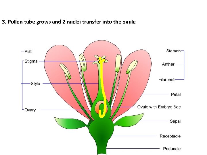 3. Pollen tube grows and 2 nuclei transfer into the ovule . 