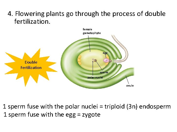 4. Flowering plants go through the process of double fertilization. female gametophyte egg Double