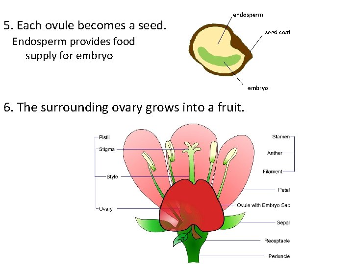 5. Each ovule becomes a seed. endosperm Endosperm provides food supply for embryo seed