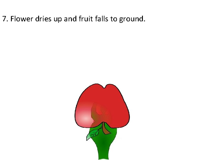 7. Flower dries up and fruit falls to ground. 