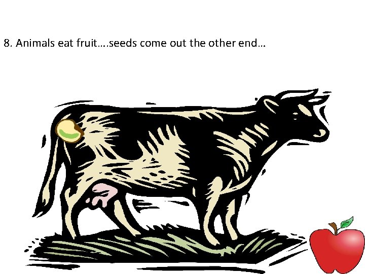 8. Animals eat fruit…. seeds come out the other end… 