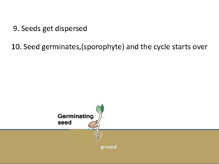9. Seeds get dispersed 10. Seed germinates, (sporophyte) and the cycle starts over ground