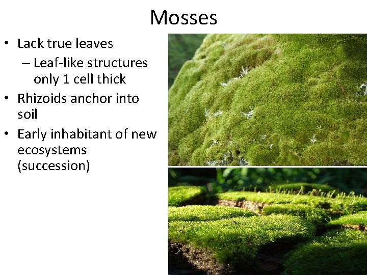 Mosses • Lack true leaves – Leaf-like structures only 1 cell thick • Rhizoids