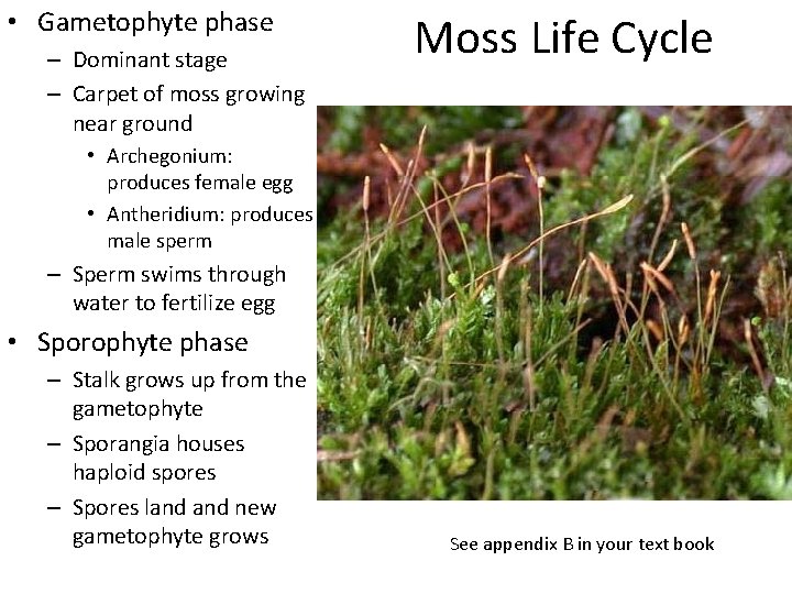  • Gametophyte phase – Dominant stage – Carpet of moss growing near ground