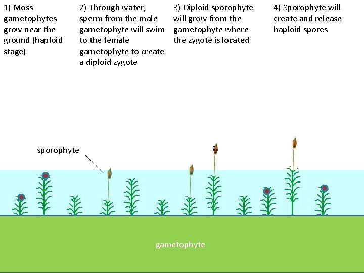 1) Moss gametophytes grow near the ground (haploid stage) 2) Through water, sperm from