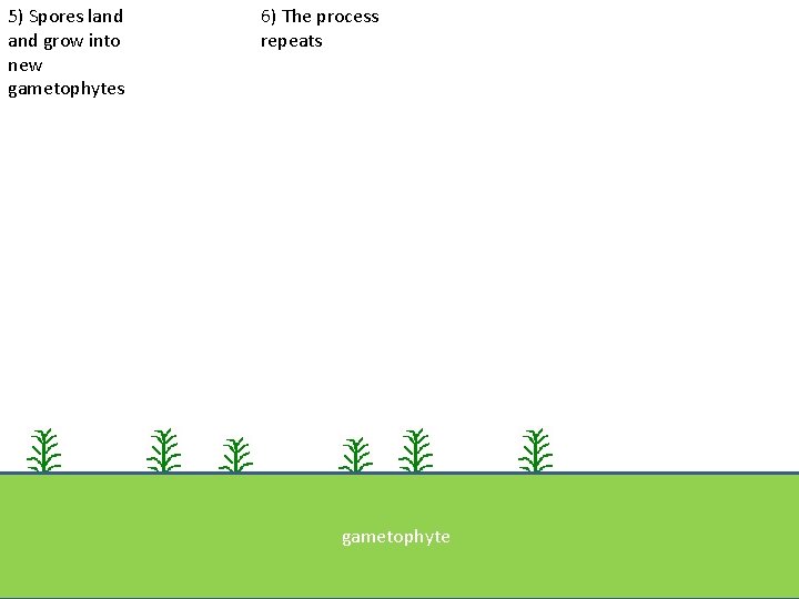 5) Spores land grow into new gametophytes 6) The process repeats gametophyte ground 