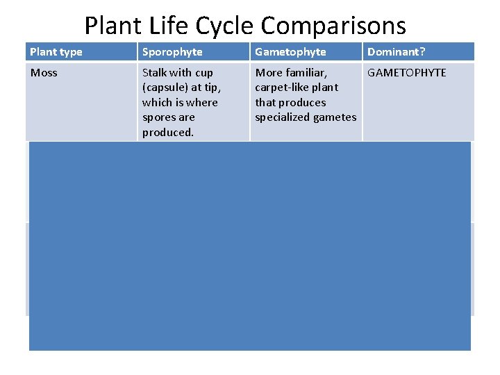 Plant Life Cycle Comparisons Plant type Sporophyte Gametophyte Dominant? Moss Stalk with cup (capsule)