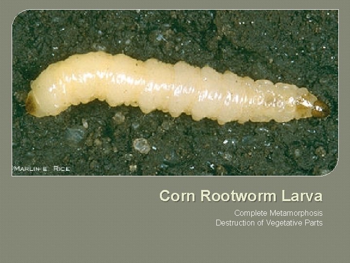 Corn Rootworm Larva Complete Metamorphosis Destruction of Vegetative Parts 