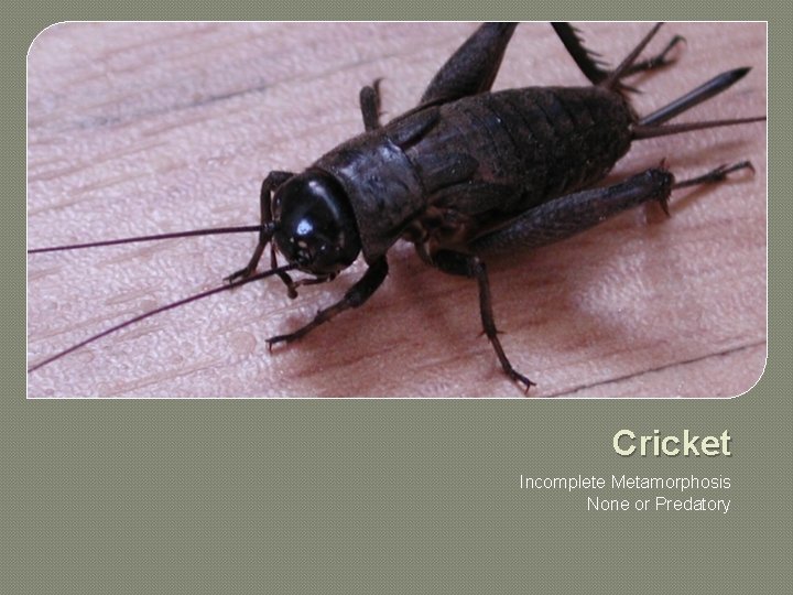 Cricket Incomplete Metamorphosis None or Predatory 