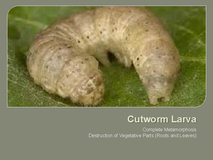 Cutworm Larva Complete Metamorphosis Destruction of Vegetative Parts (Roots and Leaves) 