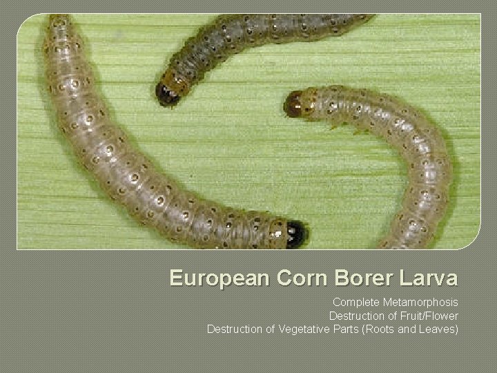European Corn Borer Larva Complete Metamorphosis Destruction of Fruit/Flower Destruction of Vegetative Parts (Roots
