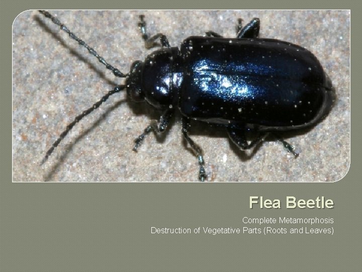 Flea Beetle Complete Metamorphosis Destruction of Vegetative Parts (Roots and Leaves) 