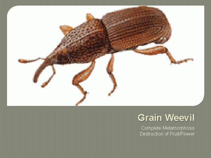 Grain Weevil Complete Metamorphosis Destruction of Fruit/Flower 