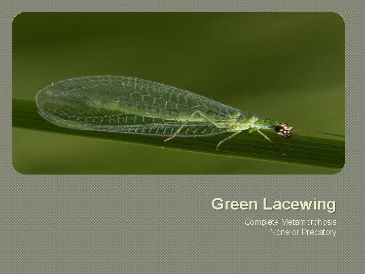 Green Lacewing Complete Metamorphosis None or Predatory 