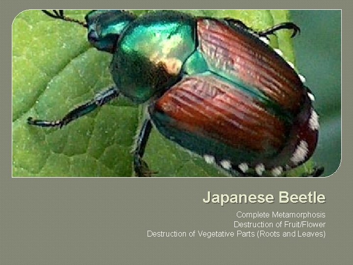 Japanese Beetle Complete Metamorphosis Destruction of Fruit/Flower Destruction of Vegetative Parts (Roots and Leaves)