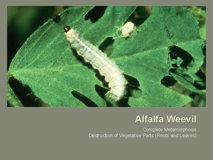 Alfalfa Weevil Complete Metamorphosis Destruction of Vegetative Parts (Roots and Leaves) 