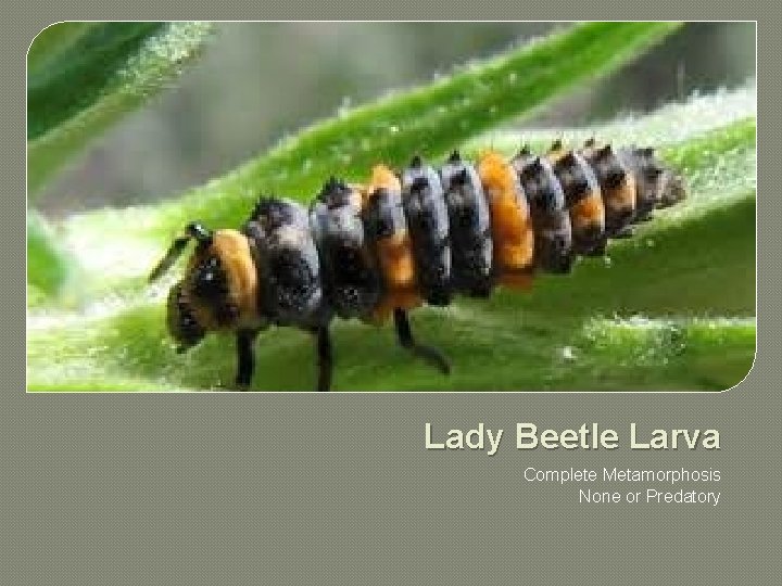 Lady Beetle Larva Complete Metamorphosis None or Predatory 