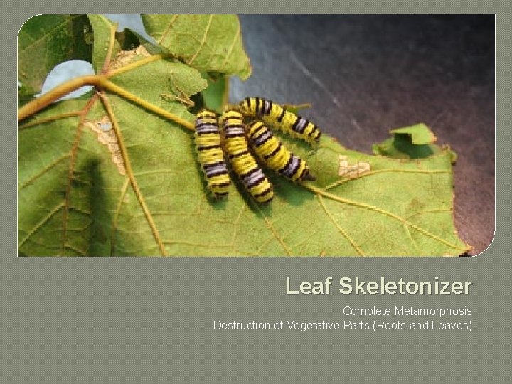 Leaf Skeletonizer Complete Metamorphosis Destruction of Vegetative Parts (Roots and Leaves) 