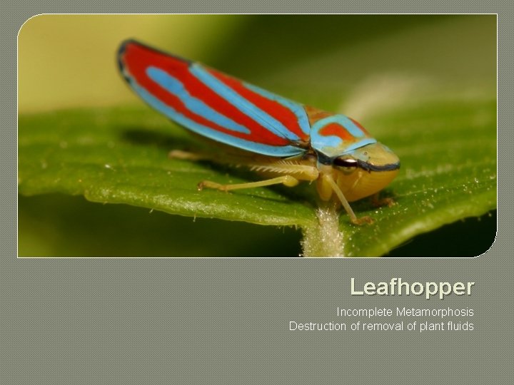 Leafhopper Incomplete Metamorphosis Destruction of removal of plant fluids 