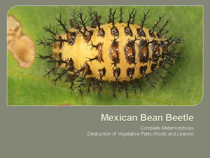 Mexican Beetle Complete Metamorphosis Destruction of Vegetative Parts (Roots and Leaves) 