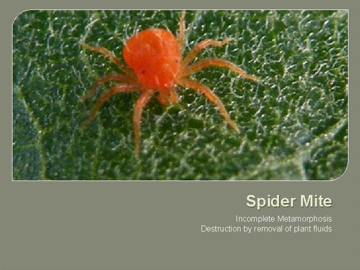 Spider Mite Incomplete Metamorphosis Destruction by removal of plant fluids 