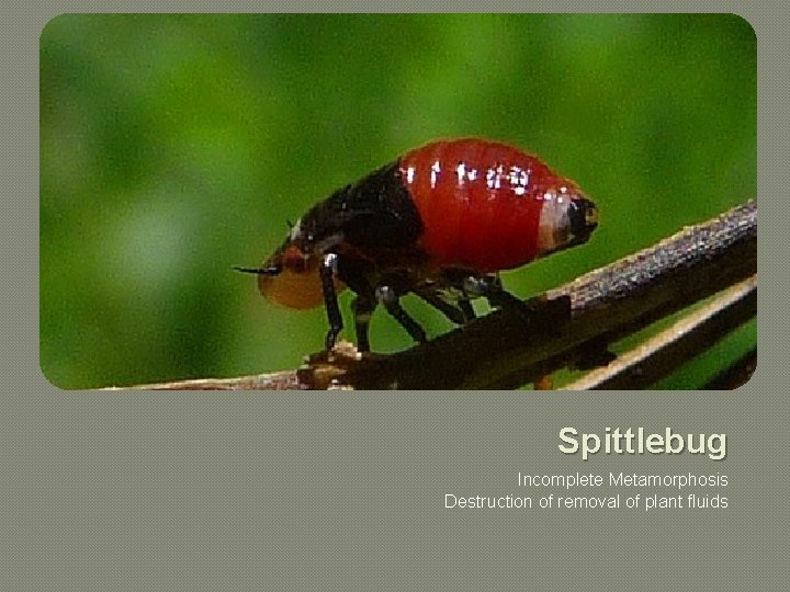 Spittlebug Incomplete Metamorphosis Destruction of removal of plant fluids 