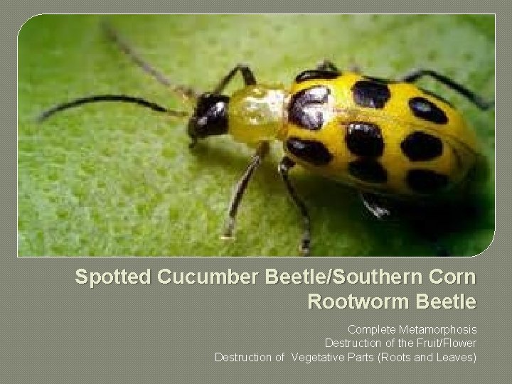 Spotted Cucumber Beetle/Southern Corn Rootworm Beetle Complete Metamorphosis Destruction of the Fruit/Flower Destruction of