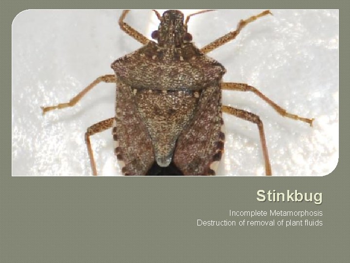 Stinkbug Incomplete Metamorphosis Destruction of removal of plant fluids 