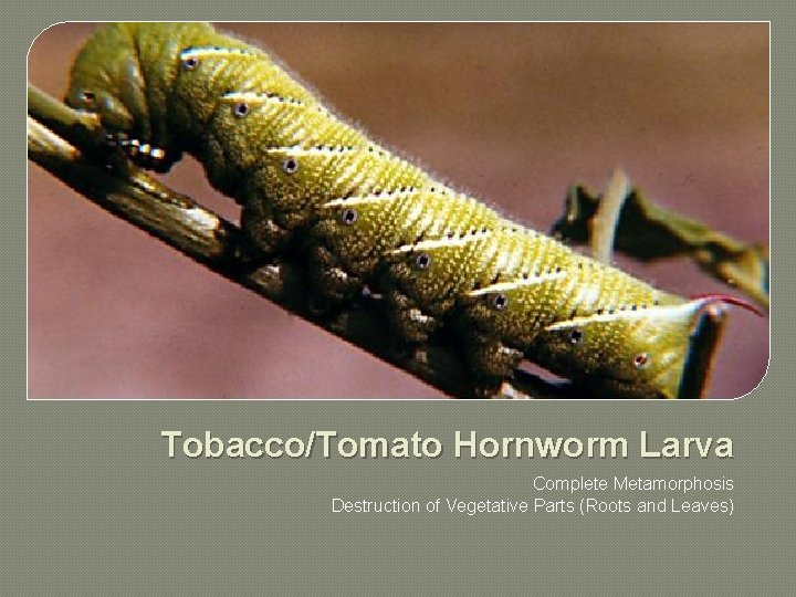 Tobacco/Tomato Hornworm Larva Complete Metamorphosis Destruction of Vegetative Parts (Roots and Leaves) 