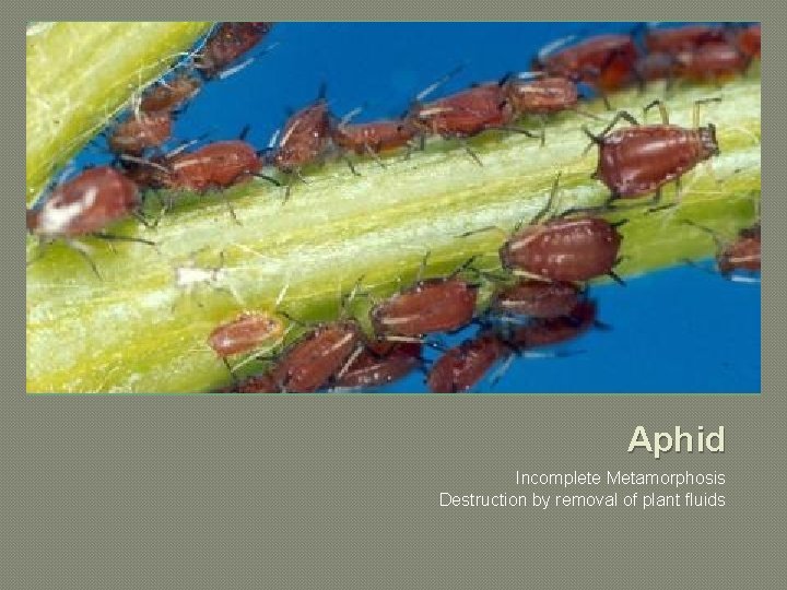 Aphid Incomplete Metamorphosis Destruction by removal of plant fluids 