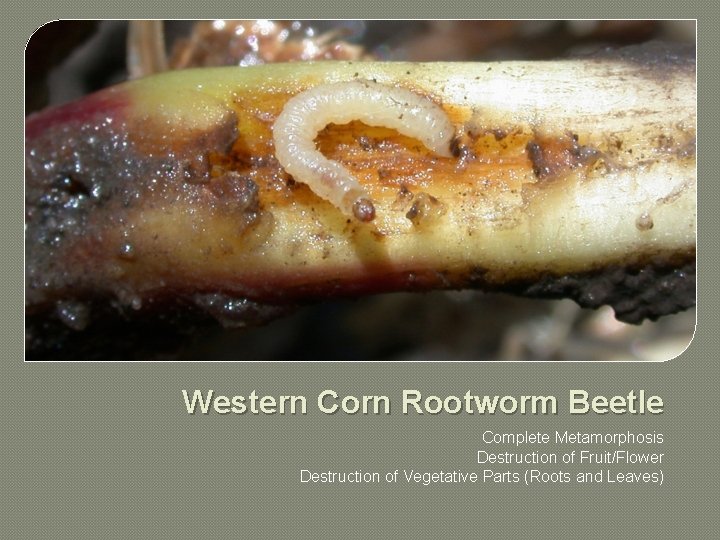 Western Corn Rootworm Beetle Complete Metamorphosis Destruction of Fruit/Flower Destruction of Vegetative Parts (Roots