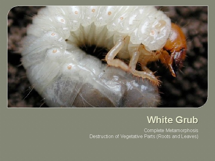 White Grub Complete Metamorphosis Destruction of Vegetative Parts (Roots and Leaves) 