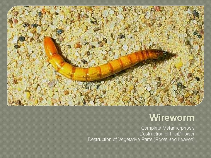 Wireworm Complete Metamorphosis Destruction of Fruit/Flower Destruction of Vegetative Parts (Roots and Leaves) 