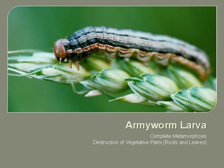 Armyworm Larva Complete Metamorphosis Destruction of Vegetative Parts (Roots and Leaves) 