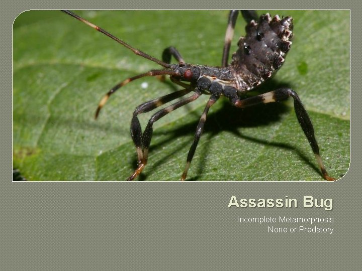 Assassin Bug Incomplete Metamorphosis None or Predatory 