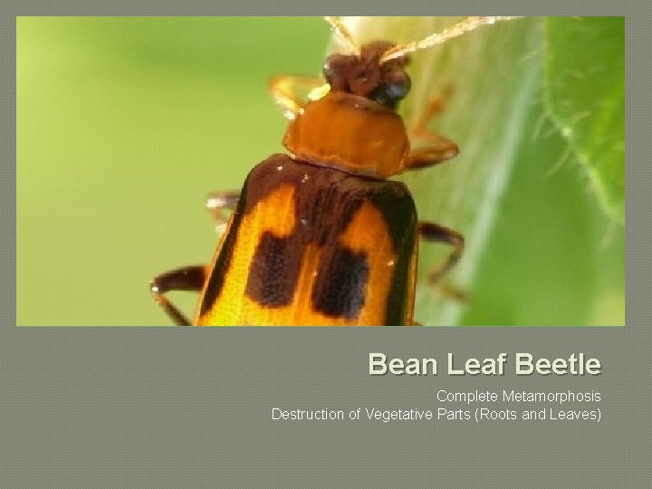 Bean Leaf Beetle Complete Metamorphosis Destruction of Vegetative Parts (Roots and Leaves) 