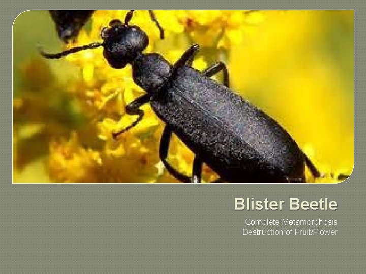 Blister Beetle Complete Metamorphosis Destruction of Fruit/Flower 