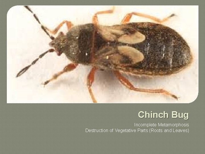 Chinch Bug Incomplete Metamorphosis Destruction of Vegetative Parts (Roots and Leaves) 