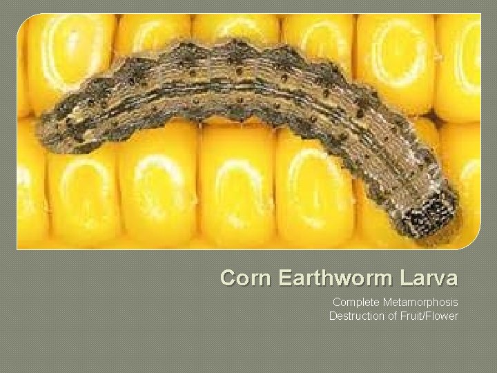 Corn Earthworm Larva Complete Metamorphosis Destruction of Fruit/Flower 