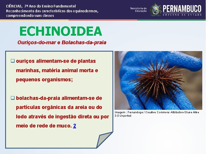 CIÊNCIAS, 7º Ano do Ensino Fundamental Reconhecimento das características dos equinodermos, compreendendo suas classes