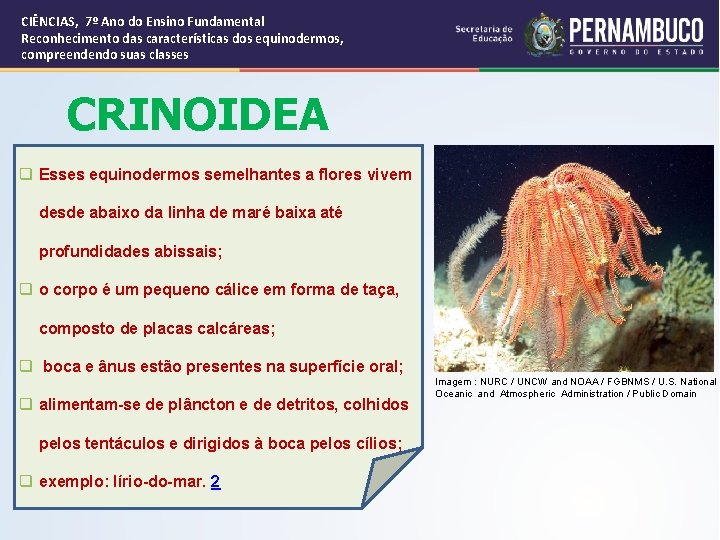 CIÊNCIAS, 7º Ano do Ensino Fundamental Reconhecimento das características dos equinodermos, compreendendo suas classes