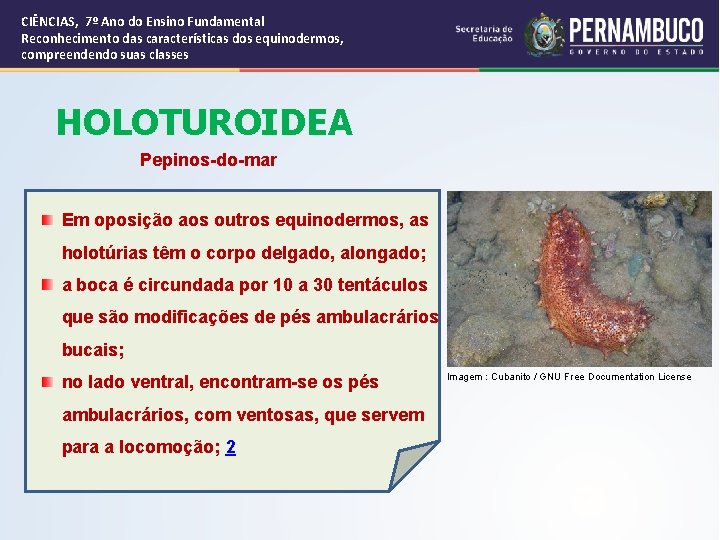 CIÊNCIAS, 7º Ano do Ensino Fundamental Reconhecimento das características dos equinodermos, compreendendo suas classes