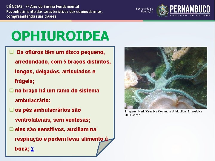 CIÊNCIAS, 7º Ano do Ensino Fundamental Reconhecimento das características dos equinodermos, compreendendo suas classes